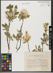 Foto von Salix hastata L.